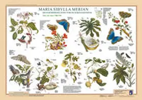 Welter-Schultes |  Maria Sibylla Merian: Metamorphosis Insectorum Surinamensium. März bis Juni 1700/1701 | Sonstiges |  Sack Fachmedien