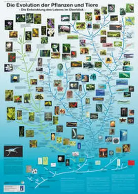 Willmann |  Die Evolution der Pflanzen und Tiere | Sonstiges |  Sack Fachmedien