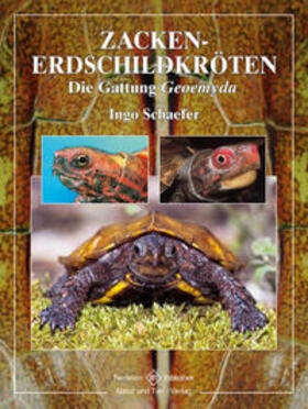 Schäfer / Schaefer |  Zacken-Erdschildkröten | Buch |  Sack Fachmedien
