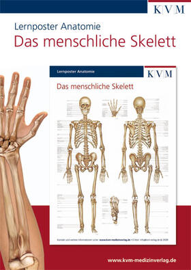 Anatomie Lernposter. Das menschliche Skelett | Sonstiges | 978-3-940698-12-4 | sack.de
