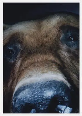 Pogo Books / Pfeifer |  Ulrike Biets | Buch |  Sack Fachmedien