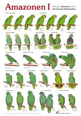 Arndt |  Poster Amazonen (1) | Sonstiges |  Sack Fachmedien