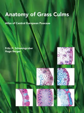 Schweingruber / Berger |  Anatomy of Grass Culms | Buch |  Sack Fachmedien