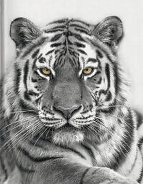  Tiger | Buch |  Sack Fachmedien
