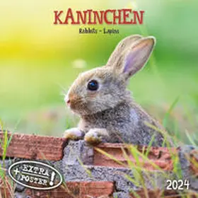  Rabbits/Kaninchen 2024 | Sonstiges |  Sack Fachmedien