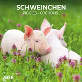  Schweinchen/Piggies 2026 | Sonstiges |  Sack Fachmedien