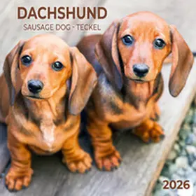  Dackel 2026 | Sonstiges |  Sack Fachmedien
