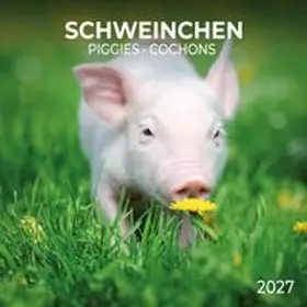  Schweinchen / Piggies 2027 | Sonstiges |  Sack Fachmedien