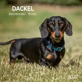  Dackel / Dachshund 2027 | Sonstiges |  Sack Fachmedien