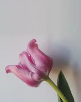 Fuchs / Ludwig Wien |  Ingeborg Strobl | Buch |  Sack Fachmedien