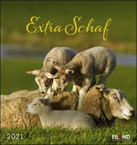 Eiland |  Extra Schaf 2021 - Postkartenkalender | Sonstiges |  Sack Fachmedien