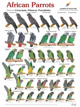  Poster African Parrots | Sonstiges |  Sack Fachmedien