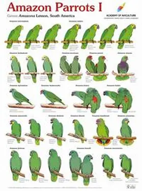  Poster Amazon Parrots I | Sonstiges |  Sack Fachmedien