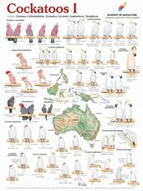  Poster Cockatoos I | Sonstiges |  Sack Fachmedien