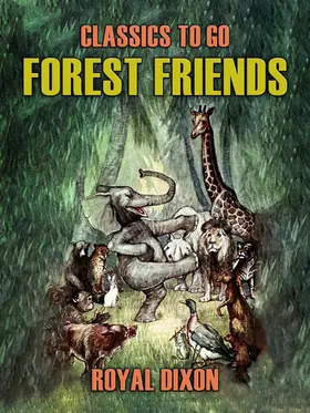 Dixon |  Forest Friends | eBook | Sack Fachmedien