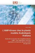 Polge-C |  L Amp-Kinase Chez La Plante Modèle Arabidopsis Thaliana | Buch |  Sack Fachmedien