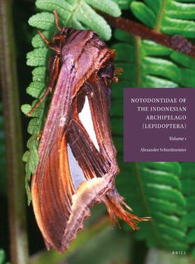 Schintlmeister | Notodontidae of the Indonesian Archipelago (Lepidoptera) | Buch | 978-90-04-35424-1 | sack.de
