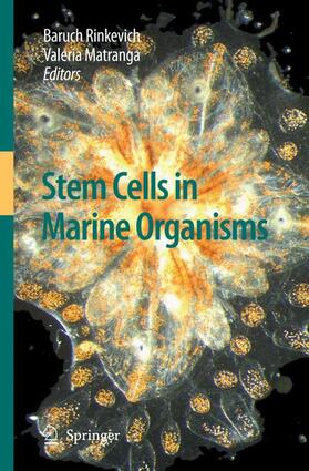 Matranga / Rinkevich | Stem Cells in Marine Organisms | Buch | sack.de