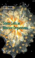 Rinkevich / Matranga |  Stem Cells in Marine Organisms | eBook | Sack Fachmedien